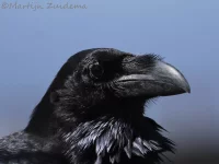Canarische raaf [Corvus corax canariensis]